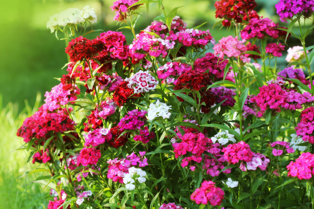 dianthus barbatus_imagovka