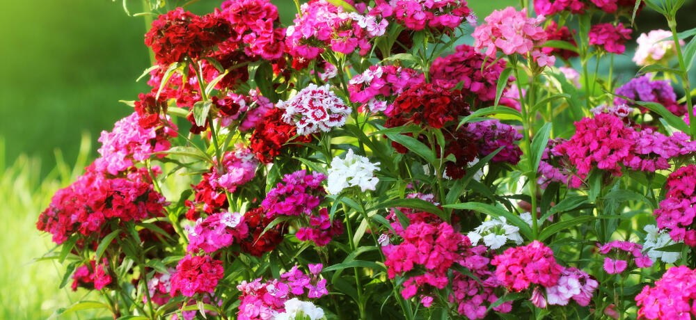 dianthus barbatus_imagovka