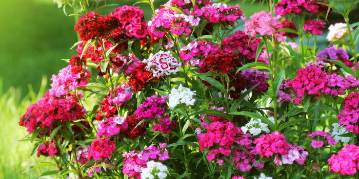 dianthus barbatus_imagovka