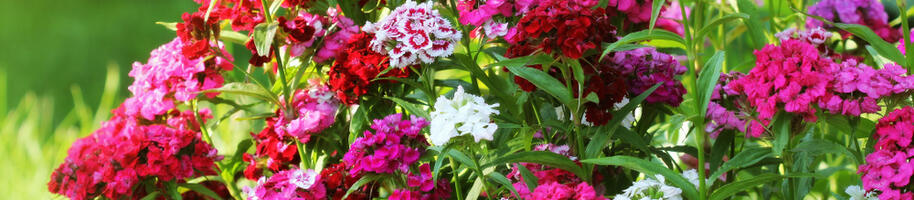 dianthus barbatus_imagovka