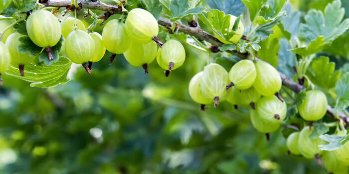 angrešt plody na keři STŘEDNÍ