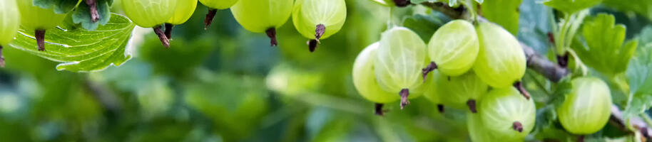 angrešt plody na keři STŘEDNÍ