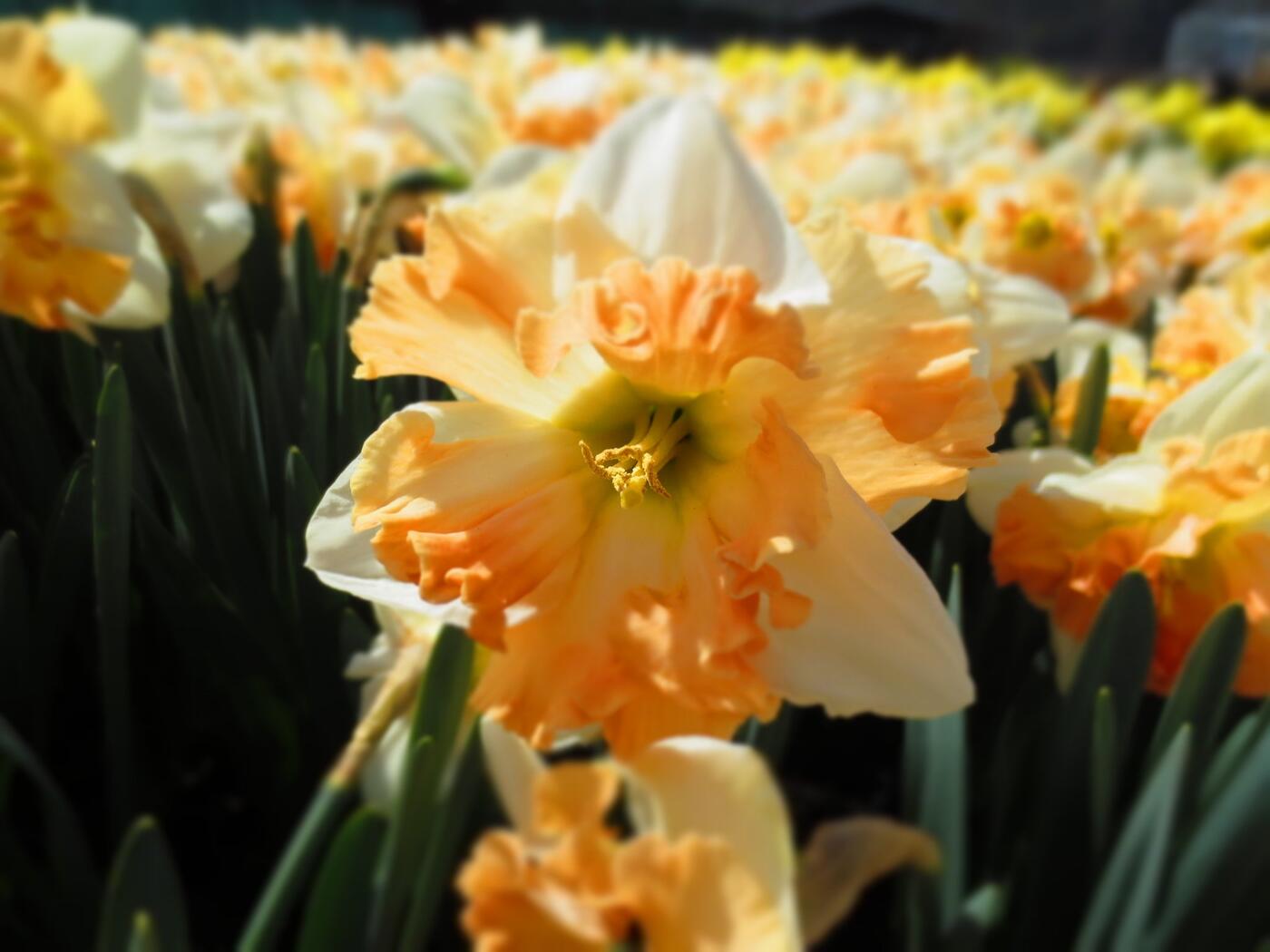 Narcissus 'Apple Pie' detail květu IV