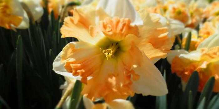 Narcissus 'Apple Pie' detail květu IV