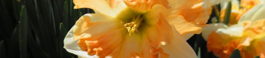 Narcissus 'Apple Pie' detail květu IV