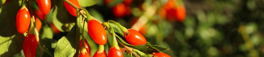 kustovnice plody na keři střední