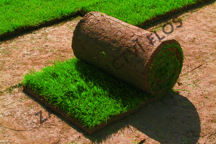 Trávníkový koberec standard - Trávníkový koberec standard