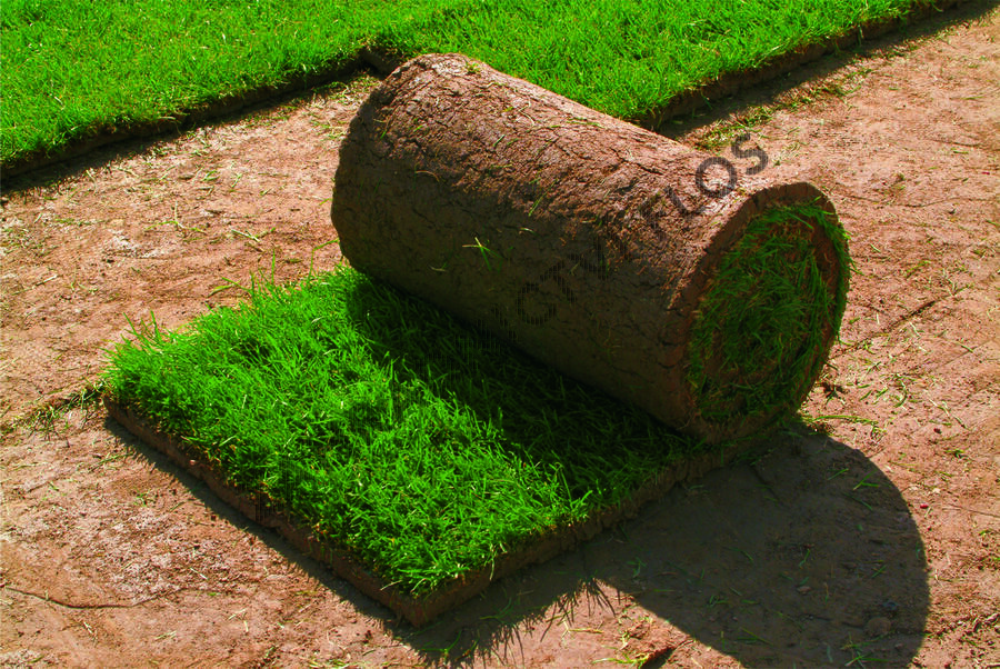 Trávníkový koberec standard - Trávníkový koberec standard