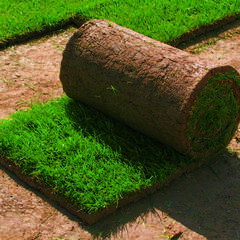 Trávníkový koberec standard - Trávníkový koberec standard