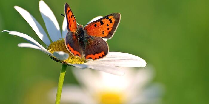 kopretina a motýl