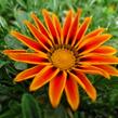 Gazánie zářivá 'Siesta Orange Flame' - Gazania rigens 'Siesta Orange Flame'