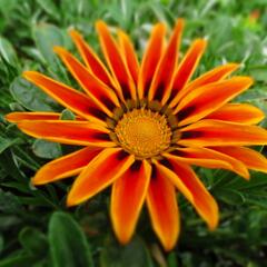 Gazánie zářivá 'Siesta Orange Flame' - Gazania rigens 'Siesta Orange Flame'