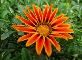 Gazánie zářivá 'Siesta Orange Flame' - Gazania rigens 'Siesta Orange Flame'
