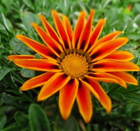 Gazánie zářivá 'Siesta Orange Flame' - Gazania rigens 'Siesta Orange Flame'