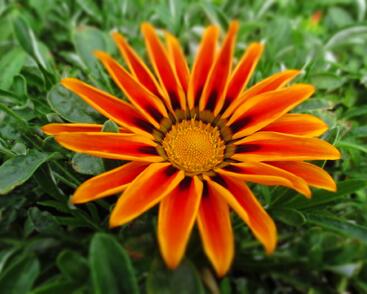 Gazánie zářivá 'Siesta Orange Flame'