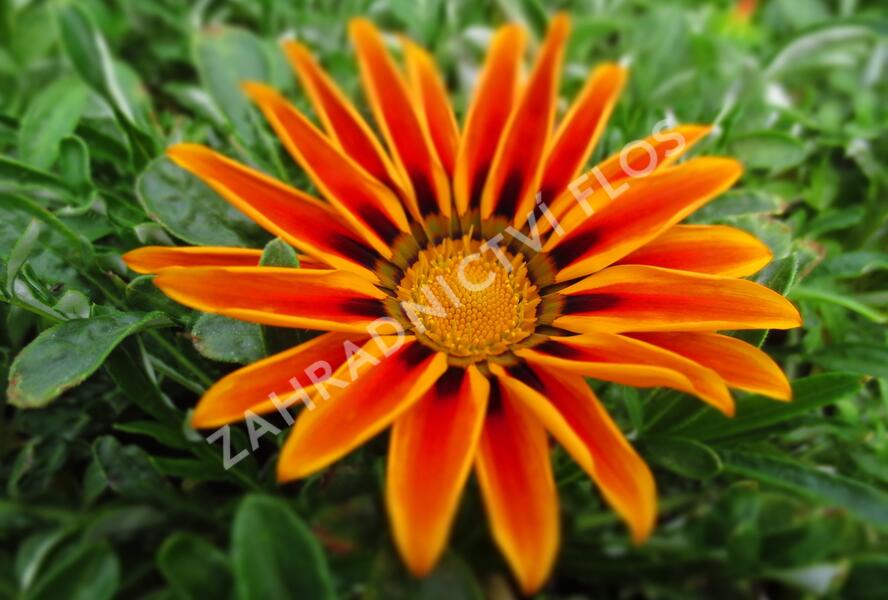 Gazánie zářivá 'Siesta Orange Flame' - Gazania rigens 'Siesta Orange Flame'
