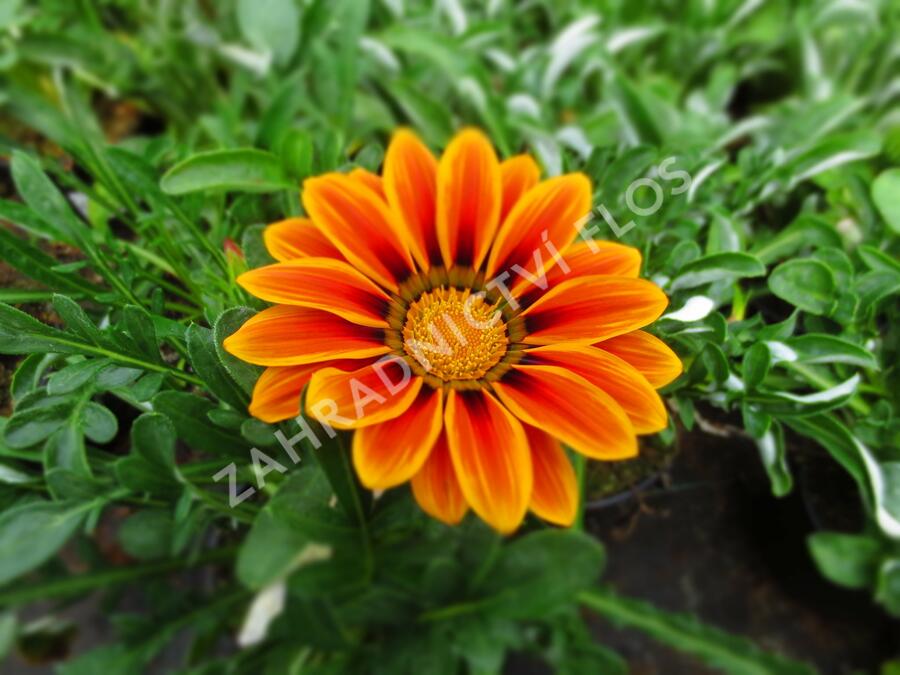 Gazánie zářivá 'Siesta Orange Flame' - Gazania rigens 'Siesta Orange Flame'