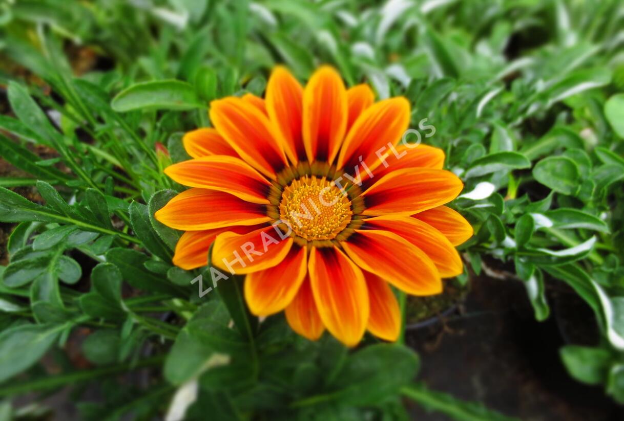 Gazánie zářivá 'Siesta Orange Flame' - Gazania rigens 'Siesta Orange Flame'