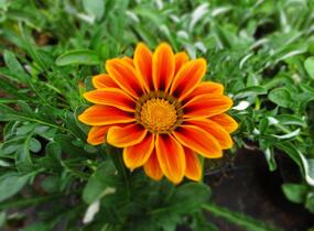 Gazánie zářivá 'Siesta Orange Flame' - Gazania rigens 'Siesta Orange Flame'