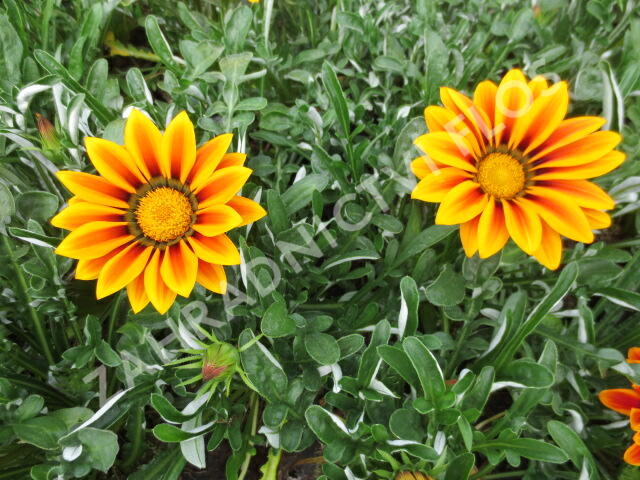 Gazánie zářivá 'Siesta Orange Flame' - Gazania rigens 'Siesta Orange Flame'