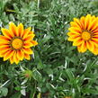Gazánie zářivá 'Siesta Orange Flame' - Gazania rigens 'Siesta Orange Flame'