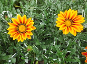 Gazánie zářivá 'Siesta Orange Flame' - Gazania rigens 'Siesta Orange Flame'