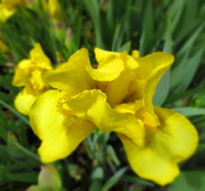 Kosatec německý 'Goldfackel' - Iris barbata-elatior 'Goldfackel'