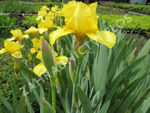 Kosatec německý 'Goldfackel' - Iris barbata-elatior 'Goldfackel'