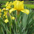 Kosatec německý 'Goldfackel' - Iris barbata-elatior 'Goldfackel'