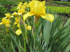 Kosatec německý 'Goldfackel' - Iris barbata-elatior 'Goldfackel'