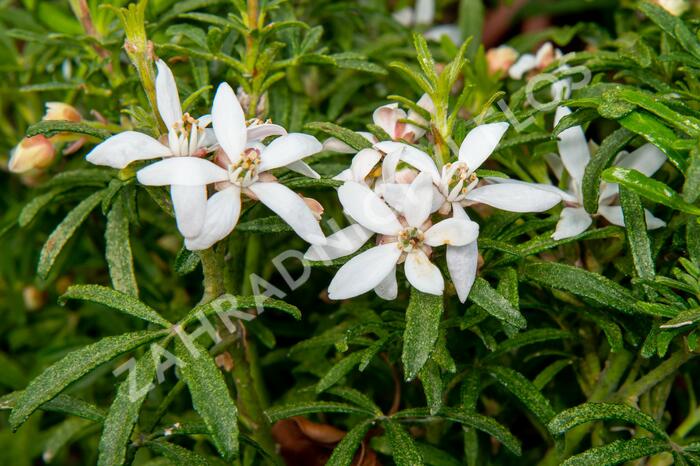 Choísie, mexický pomerančovník 'White Dazzler' - Choisya ternata 'White Dazzler'