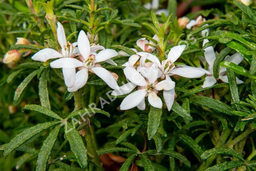 Choísie, mexický pomerančovník 'White Dazzler' - Choisya ternata 'White Dazzler'