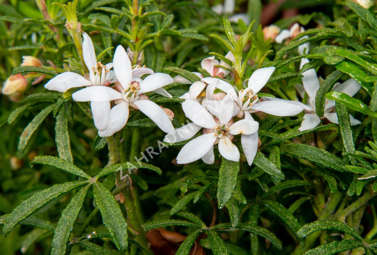 Choísie, mexický pomerančovník 'White Dazzler' - Choisya ternata 'White Dazzler'