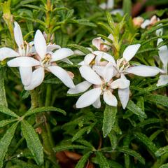 Choísie, mexický pomerančovník 'White Dazzler' - Choisya ternata 'White Dazzler'