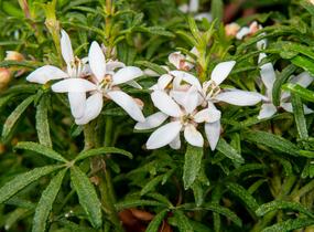 Choísie, mexický pomerančovník 'White Dazzler' - Choisya ternata 'White Dazzler'