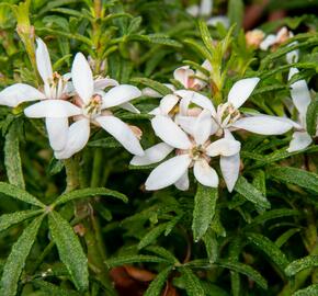 Choísie, mexický pomerančovník 'White Dazzler' - Choisya ternata 'White Dazzler'