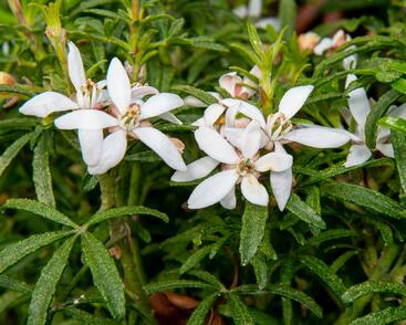 Choísie, mexický pomerančovník 'White Dazzler'