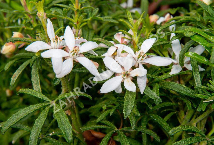 Choísie, mexický pomerančovník 'White Dazzler' - Choisya ternata 'White Dazzler'
