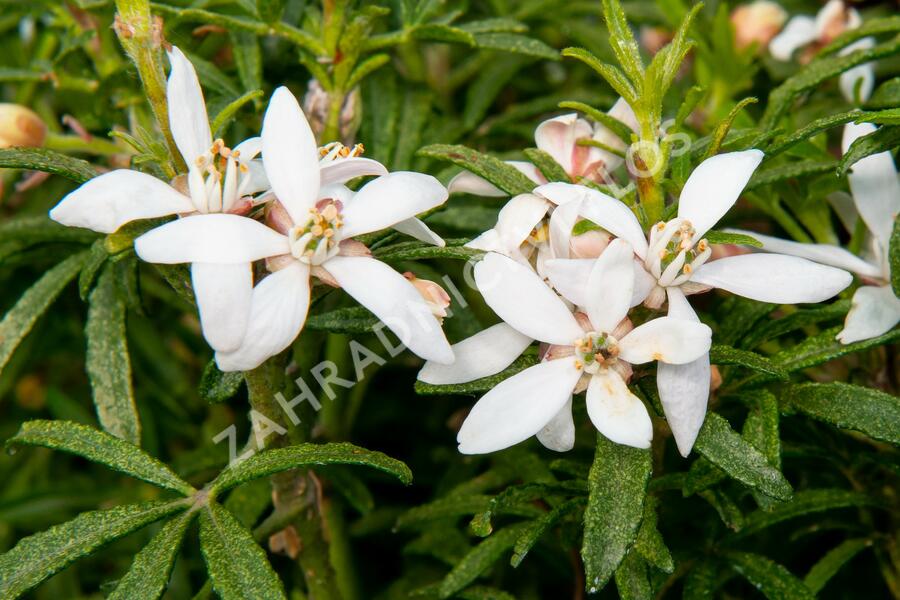 Choísie, mexický pomerančovník 'White Dazzler' - Choisya ternata 'White Dazzler'