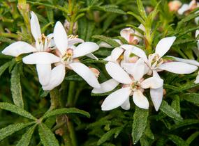 Choísie, mexický pomerančovník 'White Dazzler' - Choisya ternata 'White Dazzler'
