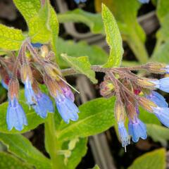 Kostival blankytný - Symphytum azureum