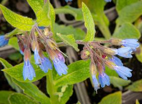 Kostival blankytný - Symphytum azureum