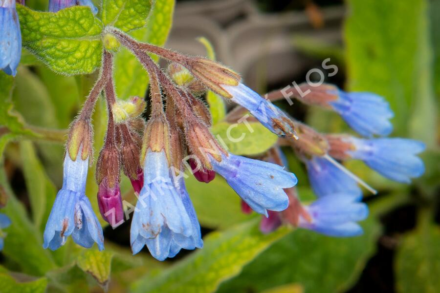 Kostival blankytný - Symphytum azureum