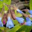 Kostival blankytný - Symphytum azureum