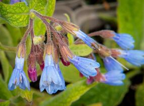 Kostival blankytný - Symphytum azureum