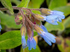 Kostival blankytný - Symphytum azureum