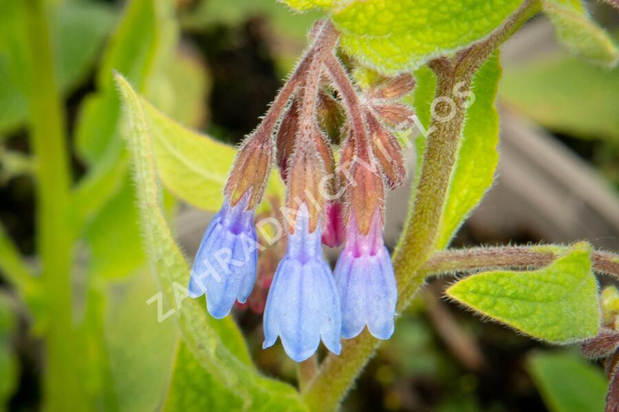 Kostival blankytný - Symphytum azureum