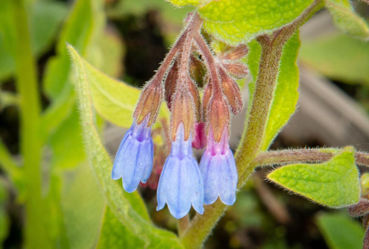 Kostival blankytný - Symphytum azureum