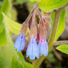 Kostival blankytný - Symphytum azureum