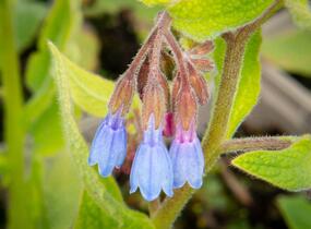 Kostival blankytný - Symphytum azureum